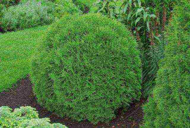 spherical thuja varieties ang pinakamahusay