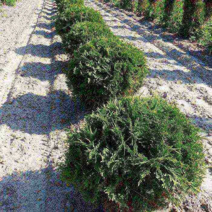 أصناف thuja كروية هي الأفضل