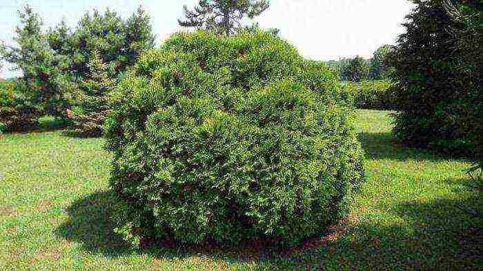 spherical thuja varieties ang pinakamahusay