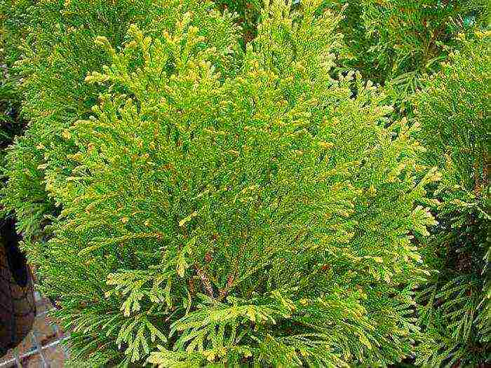 أصناف thuja كروية هي الأفضل