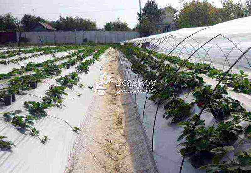 scheme for planting strawberries in the open field in August
