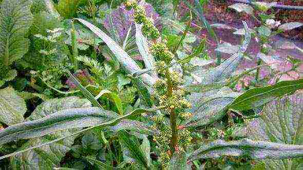 spinach matador outdoor planting and care