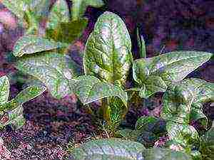 spinach matador outdoor planting and care