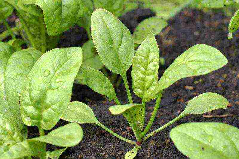 spinach matador outdoor planting and care