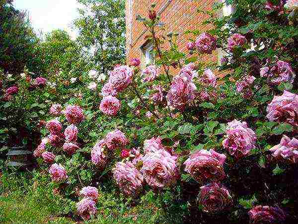 shrabs roses the best varieties