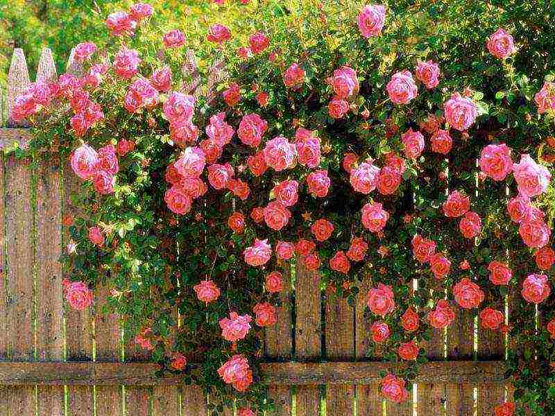 shrabs roses the best varieties