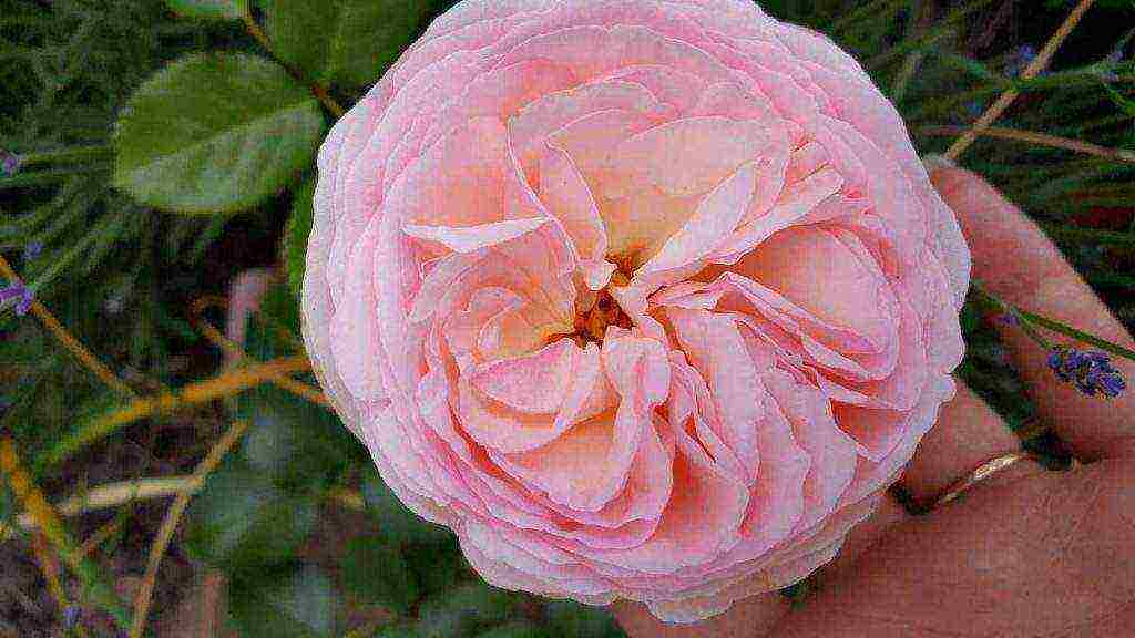 shrabs roses the best varieties