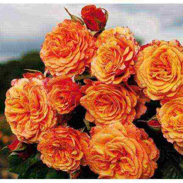 shrabs roses the best varieties