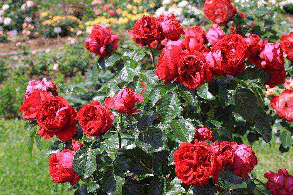 shrabs roses the best varieties