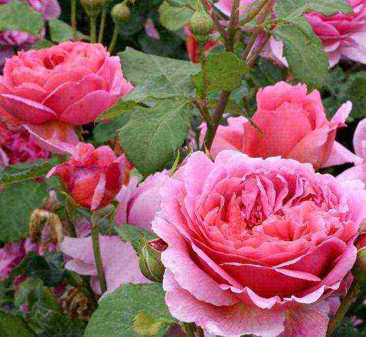 shrabs roses the best varieties