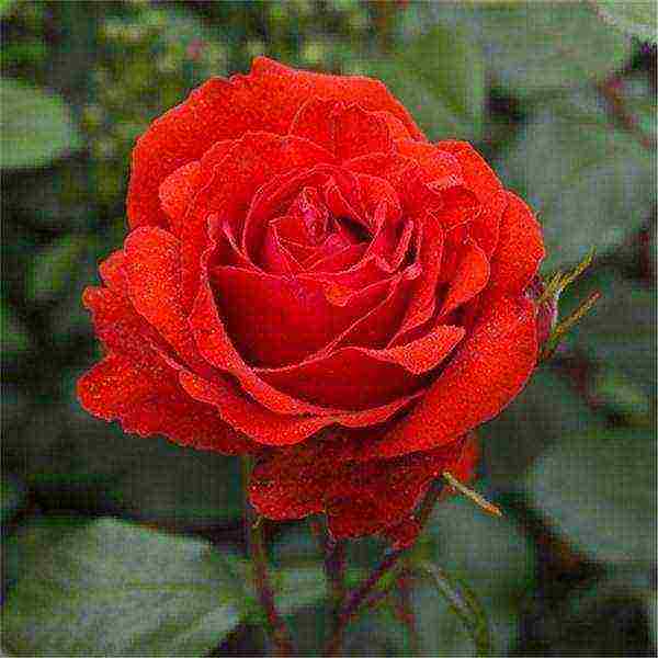 shrabs roses the best varieties