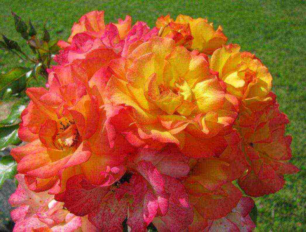 shrabs roses the best varieties