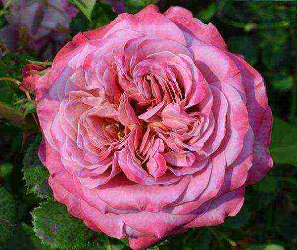 shrabs roses the best varieties