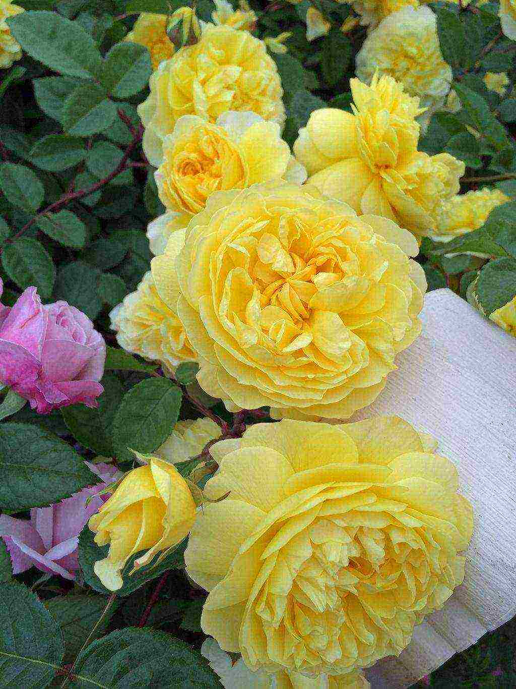 shrabs roses the best varieties