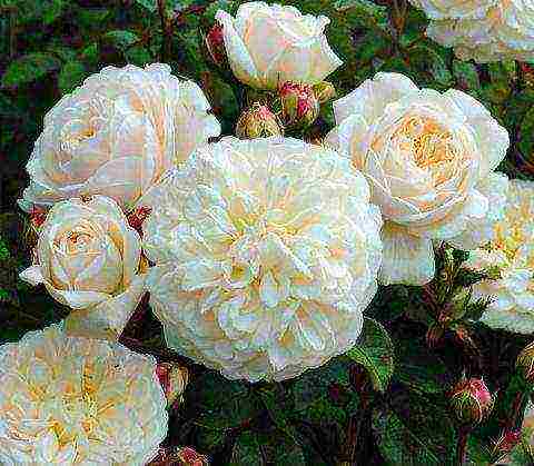 shrabs roses the best varieties