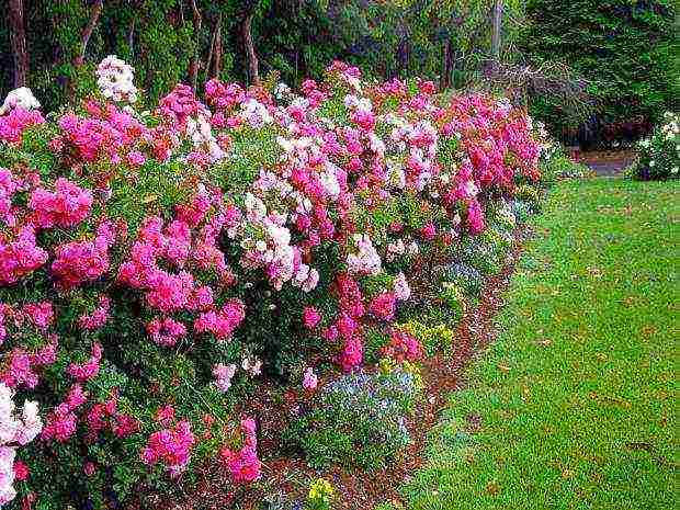 shrabs roses the best varieties