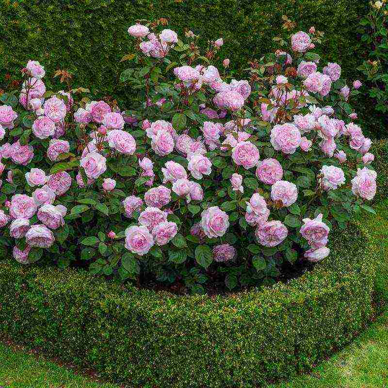 shrabs roses the best varieties