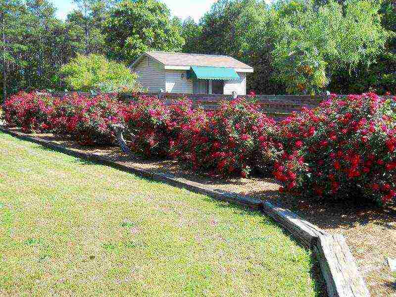 shrabs roses the best varieties