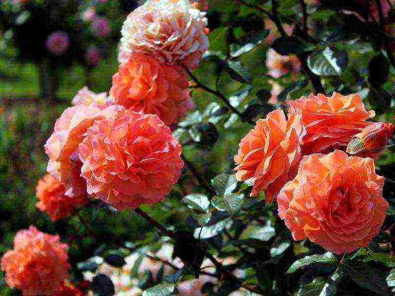 shrabs roses the best varieties