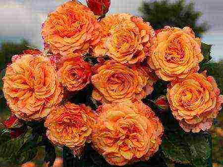 shrabs roses the best varieties