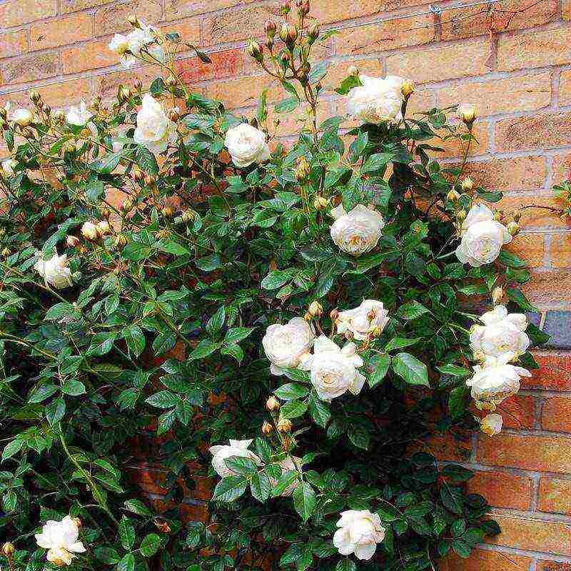 shrabs roses the best varieties