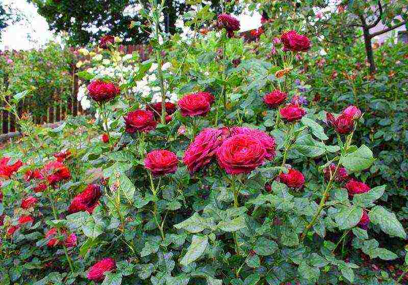 shrabs roses the best varieties