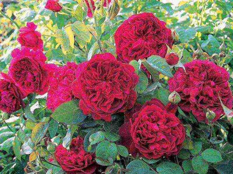 shrabs roses the best varieties