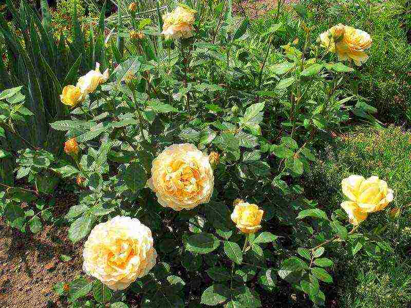 shrabs roses the best varieties