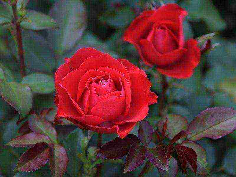 shrabs roses the best varieties