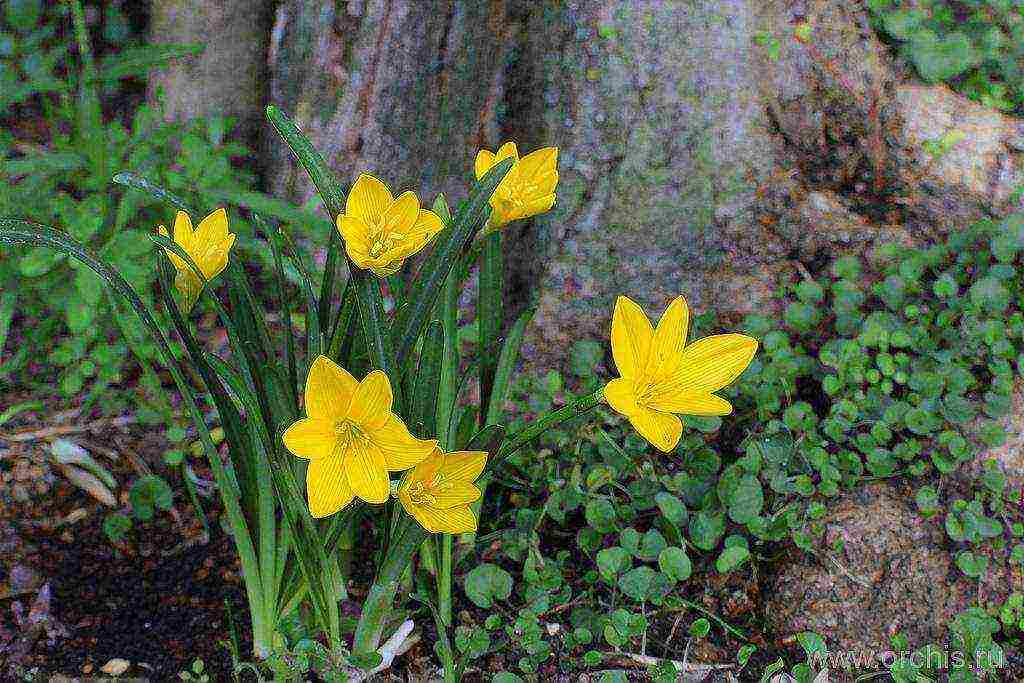 sternbergia yellow planting and care in the open field