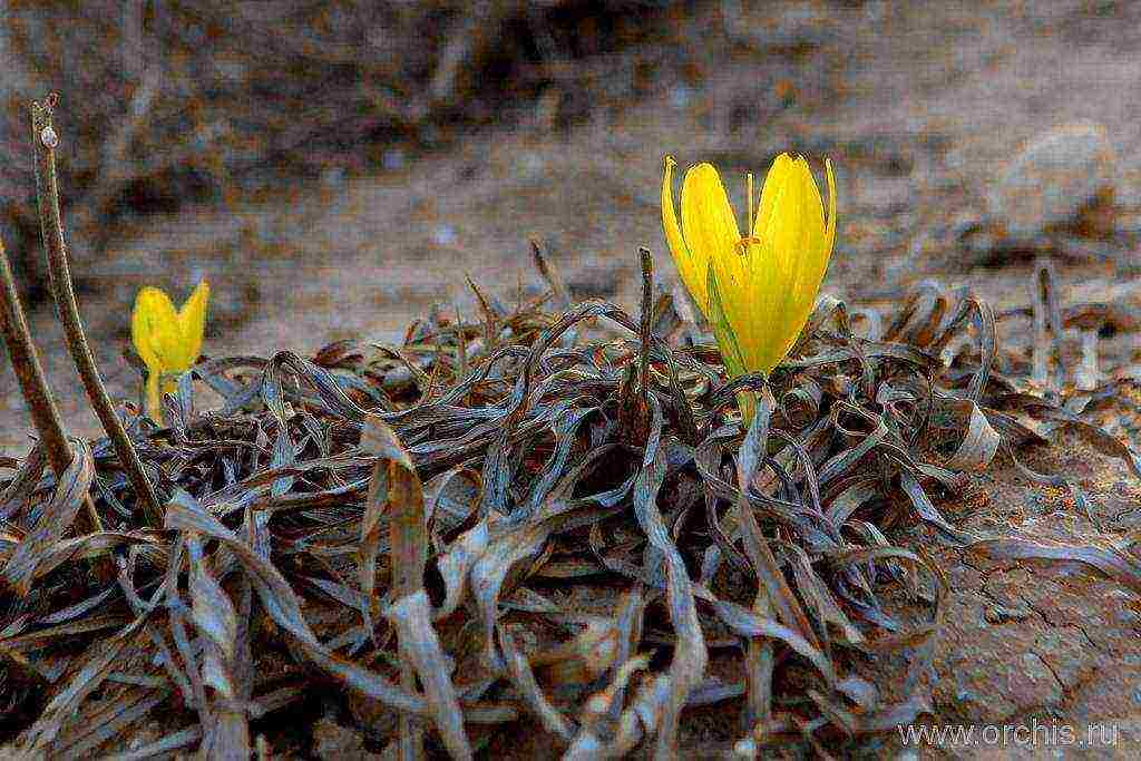 sternbergia yellow planting and care in the open field
