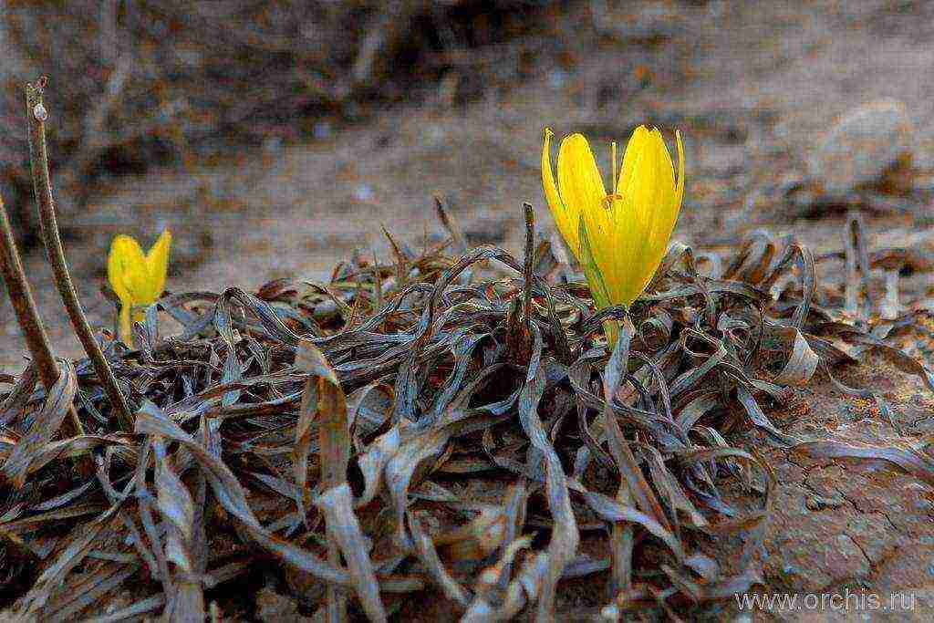 dilaw na taniman at pag-aalaga ng sternbergia sa bukas na bukid