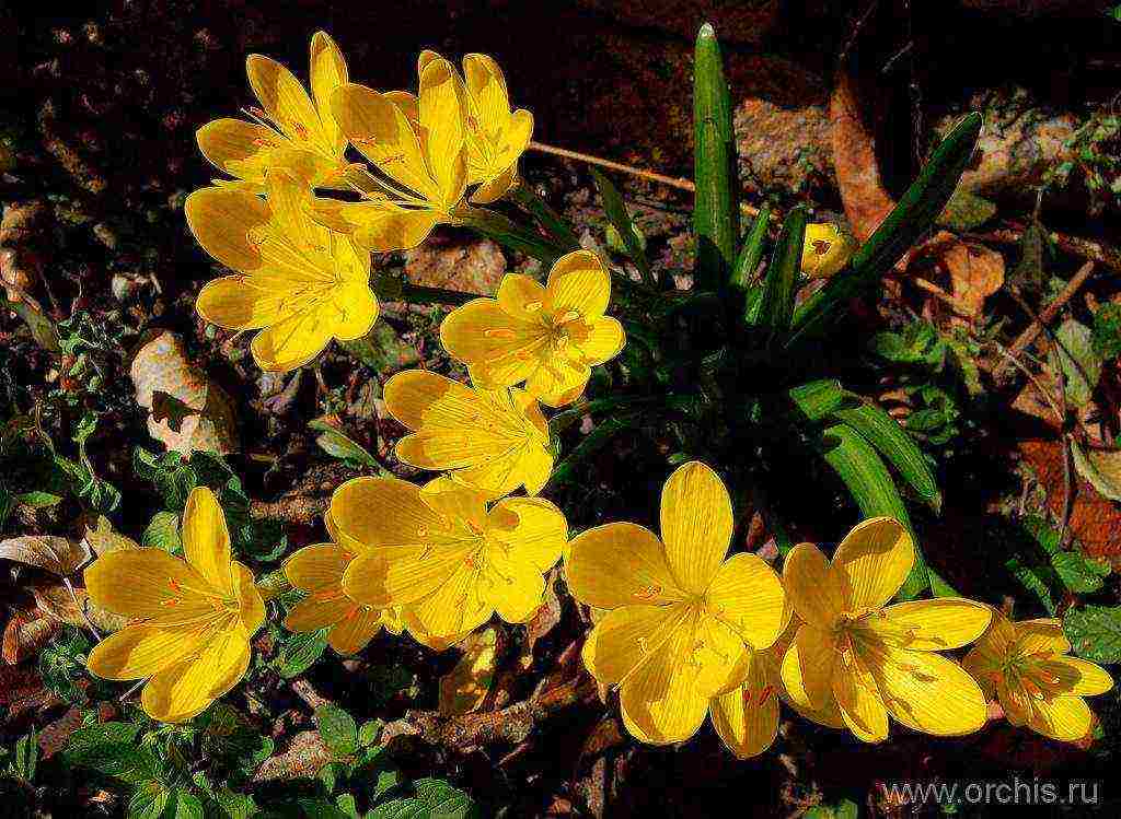 sternbergia yellow planting and care in the open field