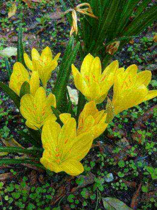 sternbergia yellow planting and care in the open field