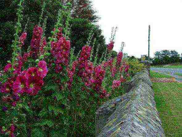 ang stock rose rosas na pananim at pag-aalaga sa bukas na bukid