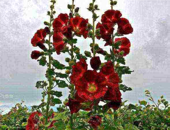 stock rose perennial planting and care in the open field