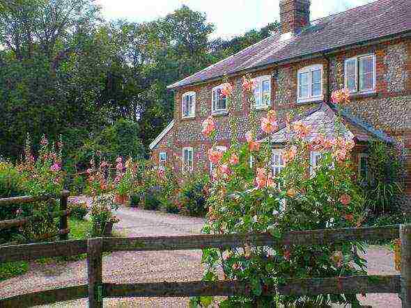 stock rose perennial planting and care in the open field