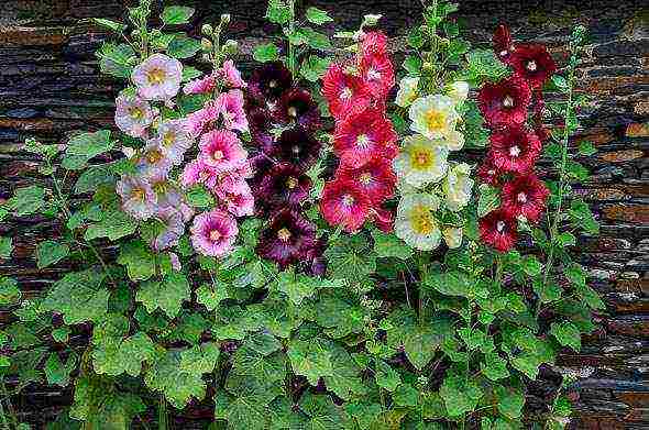 stock rose perennial planting and care in the open field