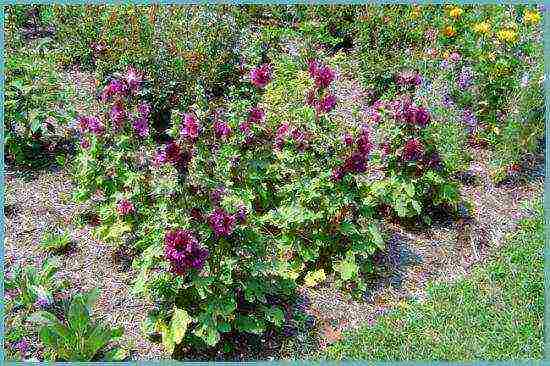 stock rose perennial planting and care in the open field