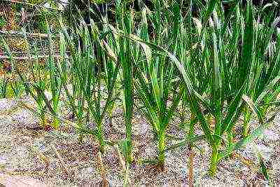 how many years can you grow garlic in one place