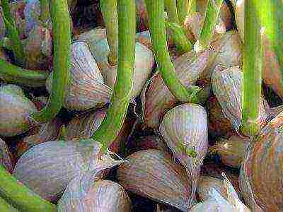 how many years can you grow garlic in one place