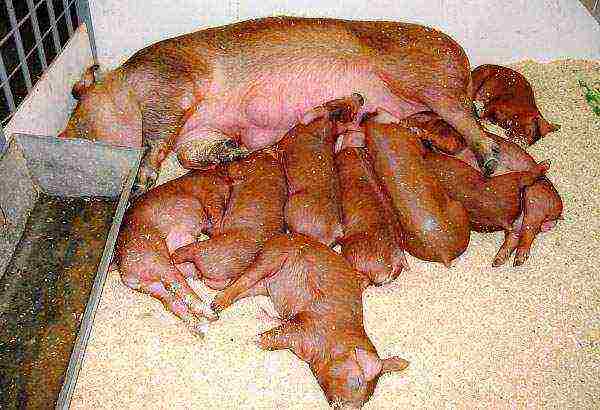 how many pigs can be raised at home