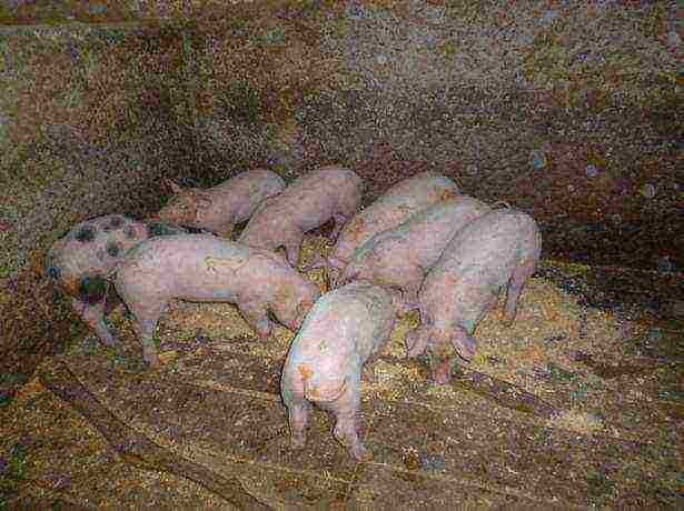 how many pigs can be raised at home