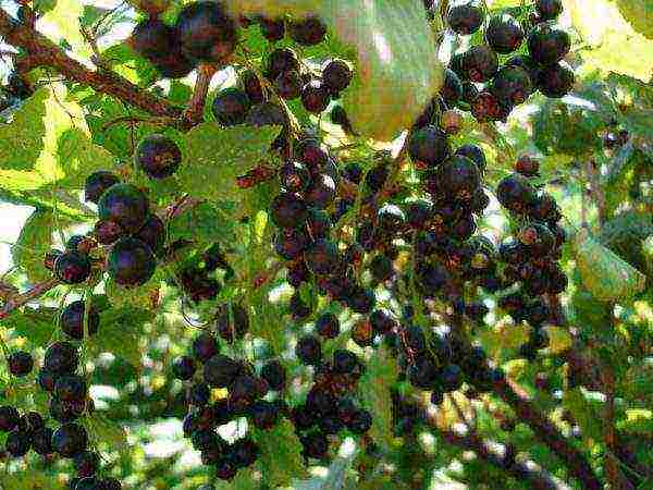 red and black currant planting and care in the open field