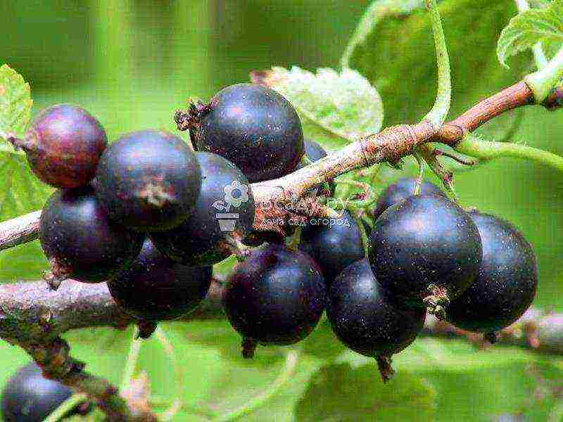 red and black currant planting and care in the open field