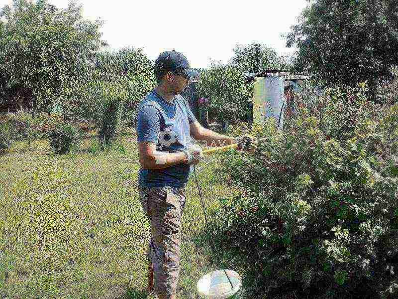 red and black currant planting and care in the open field