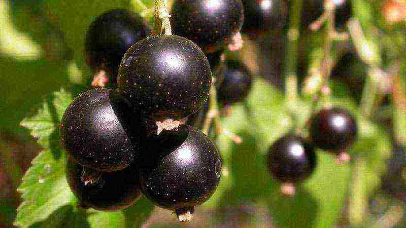 red and black currant planting and care in the open field