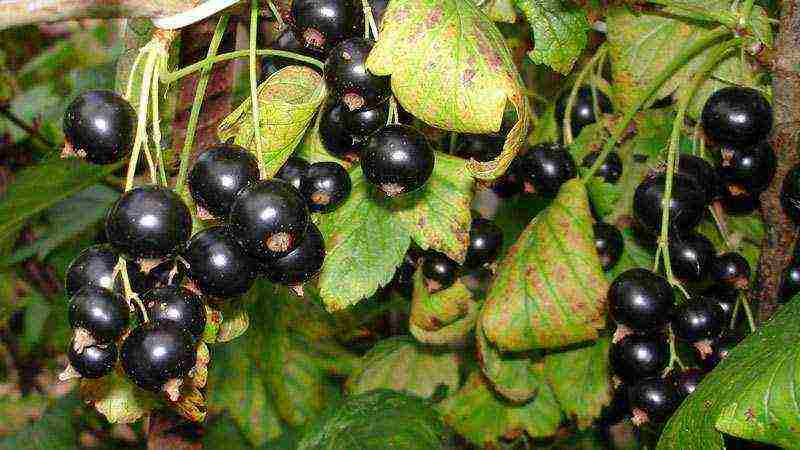 red and black currant planting and care in the open field