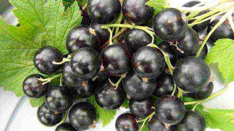 red and black currant planting and care in the open field