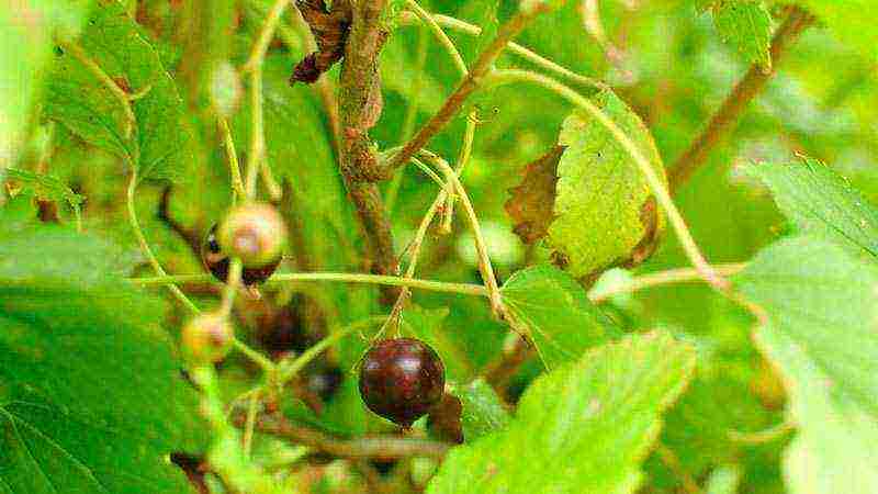 red and black currant planting and care in the open field